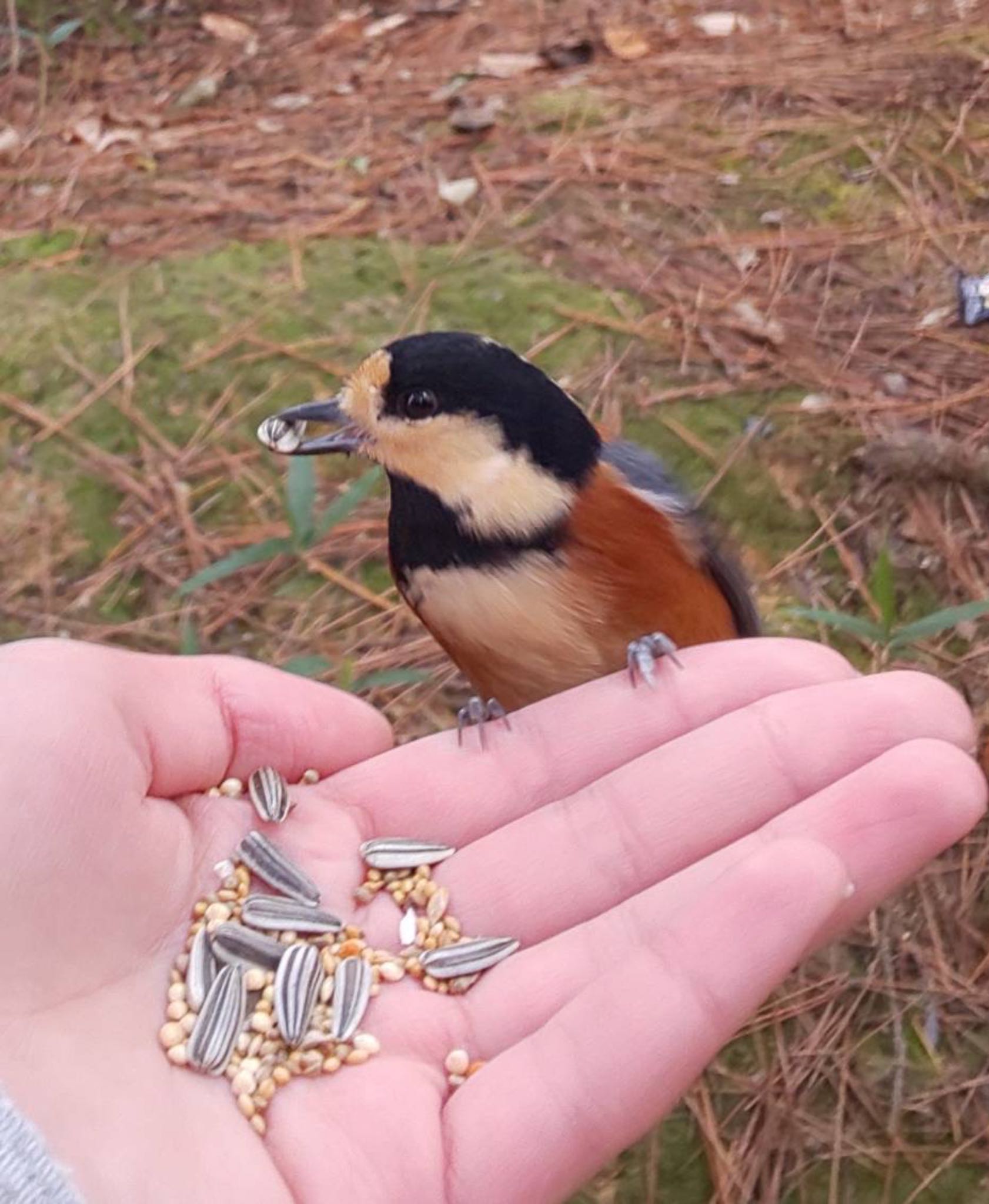 Photo of Varied Tit at 深山公園 by ひた