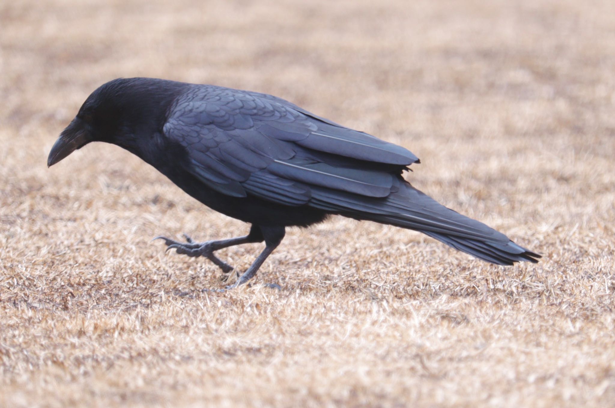 Photo of Carrion Crow at 岡山後楽園 by ひた