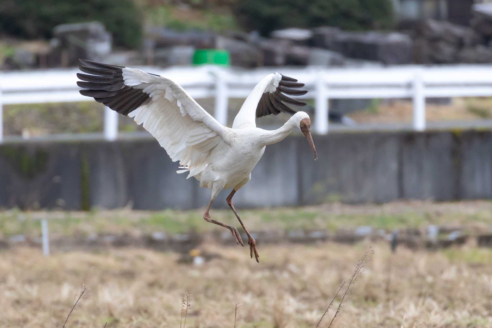 Photo of Siberian Crane at  by My