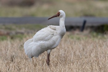 Siberian Crane Unknown Spots Fri, 2/2/2024