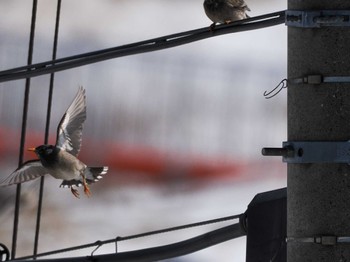 White-cheeked Starling 石狩川河口 Wed, 3/20/2024