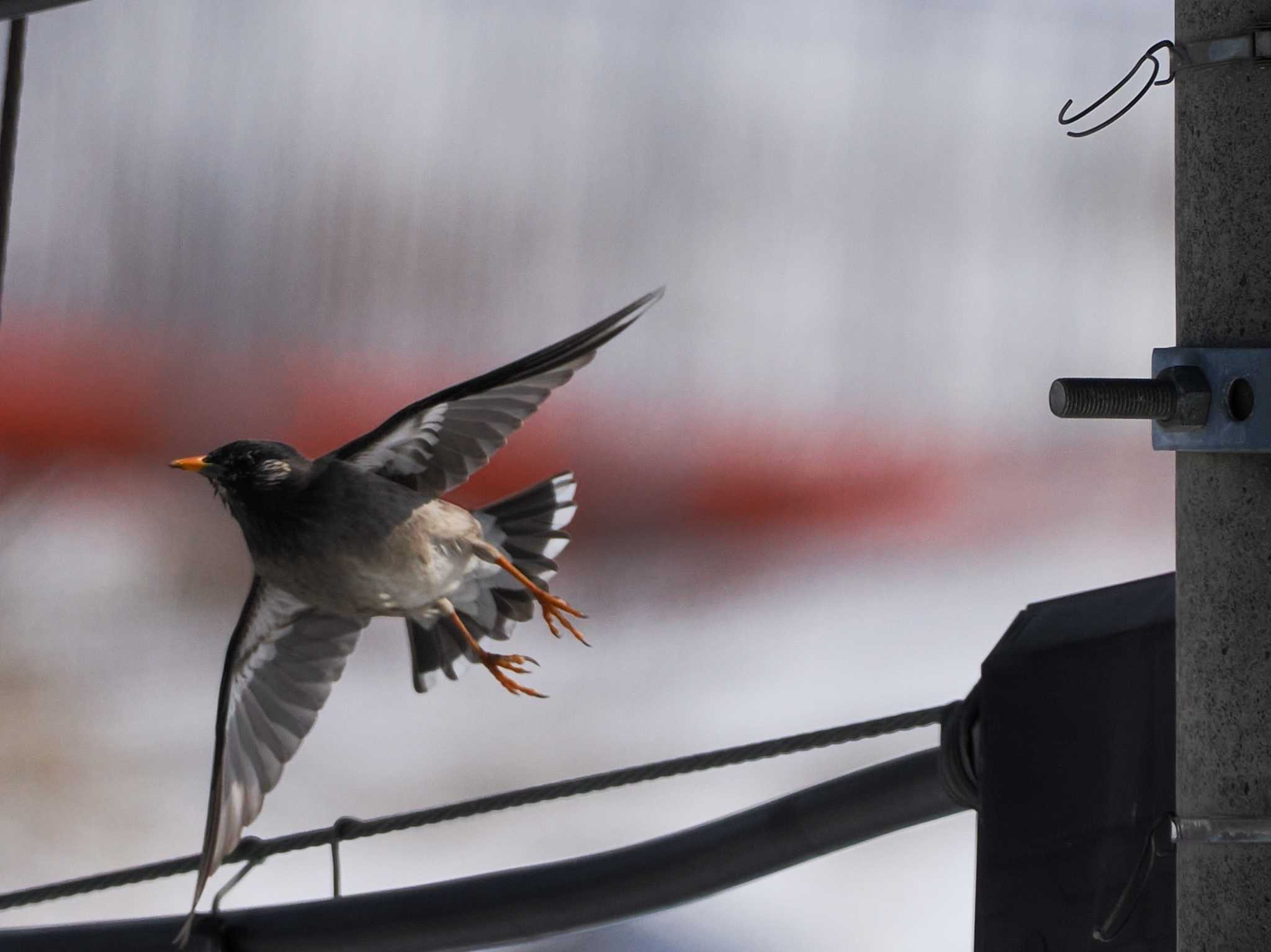 White-cheeked Starling