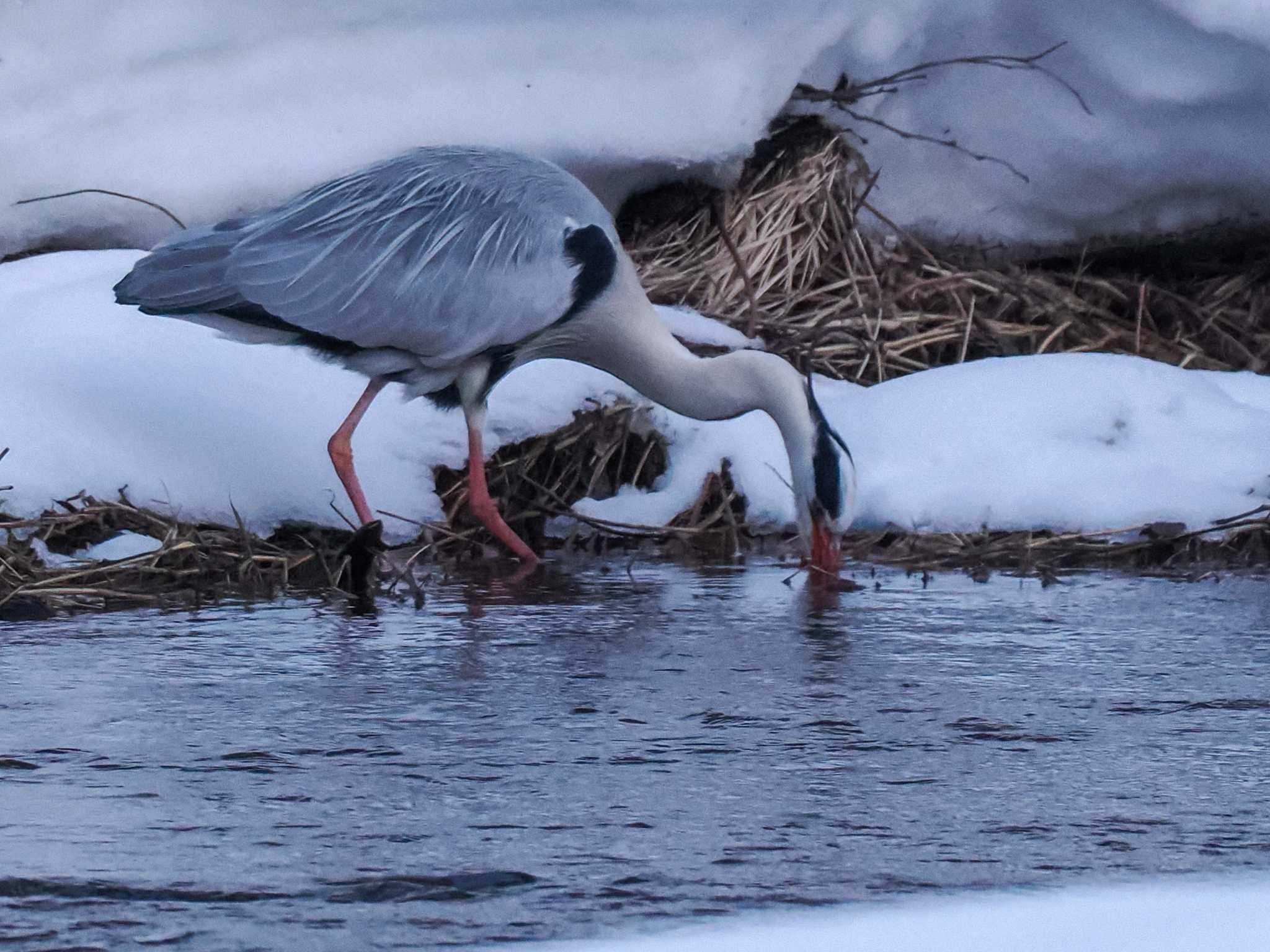 Grey Heron