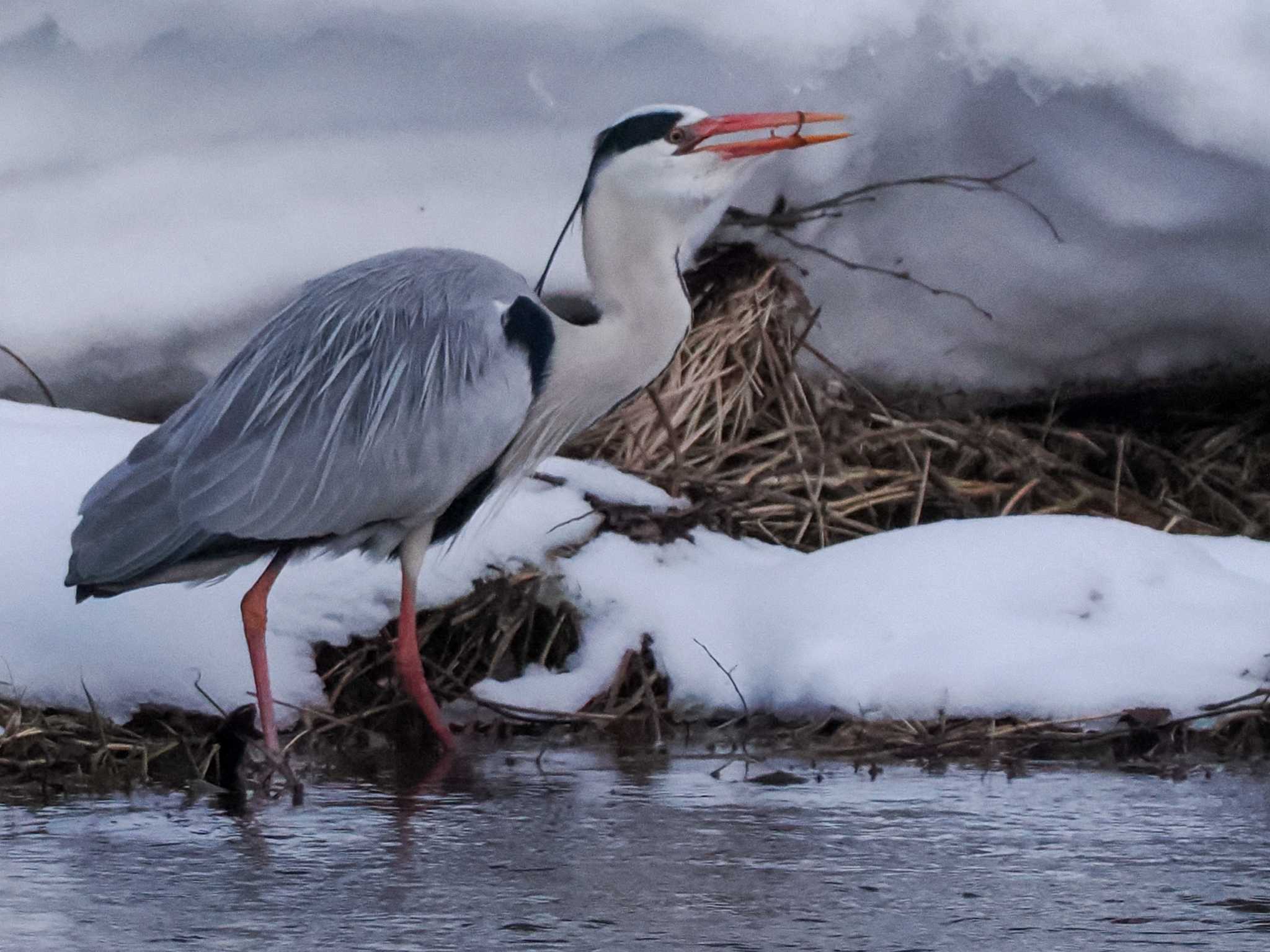 Photo of Grey Heron at 福井緑地(札幌市西区) by 98_Ark (98ｱｰｸ)