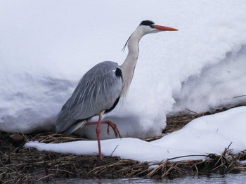 2024年3月20日(水) 福井緑地(札幌市西区)の野鳥観察記録