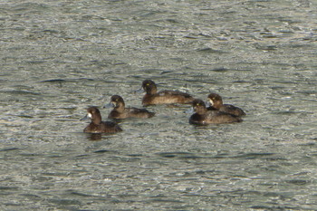 2018年12月14日(金) 高島水際線公園の野鳥観察記録