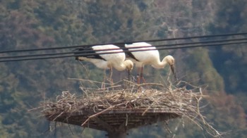 コウノトリ 兵庫県豊岡市 2024年3月22日(金)