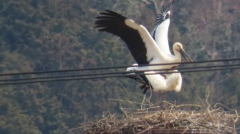 コウノトリ 兵庫県豊岡市 2024年3月22日(金)