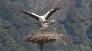 コウノトリ 兵庫県豊岡市 2024年3月22日(金)