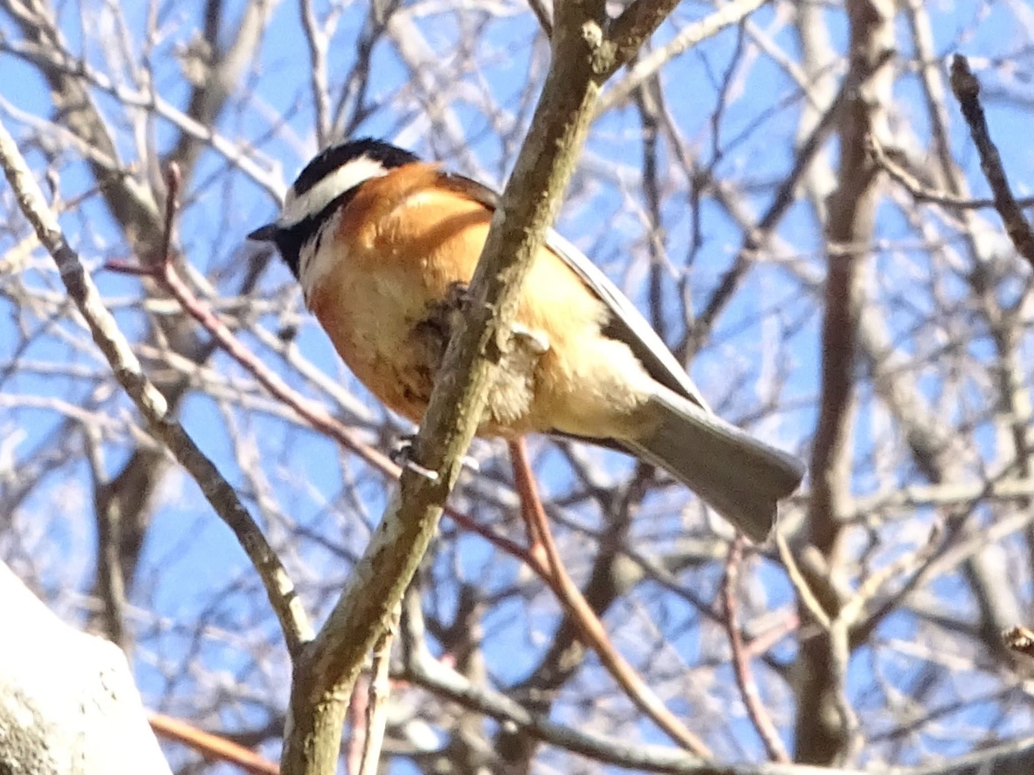 Varied Tit