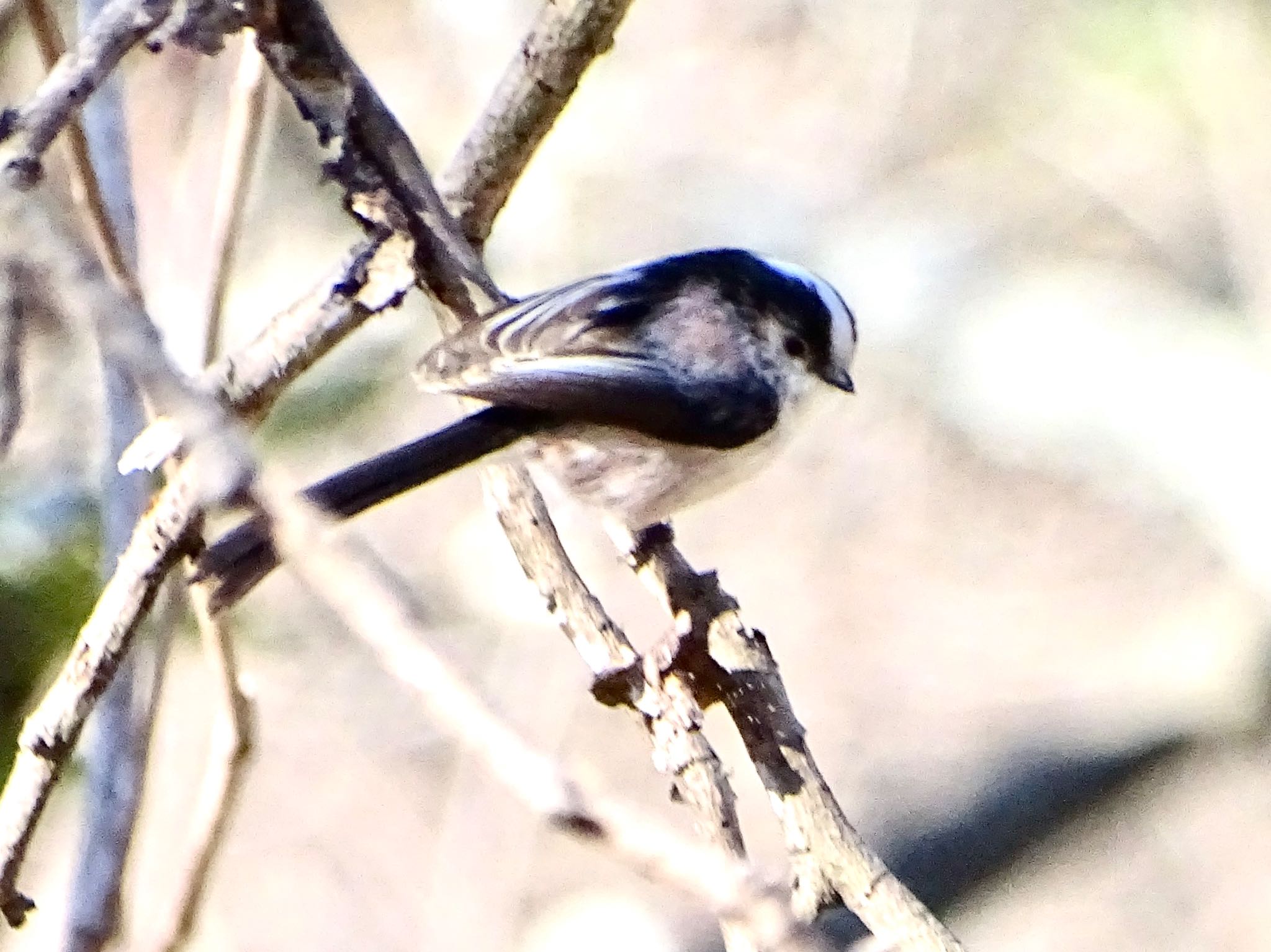 Long-tailed Tit