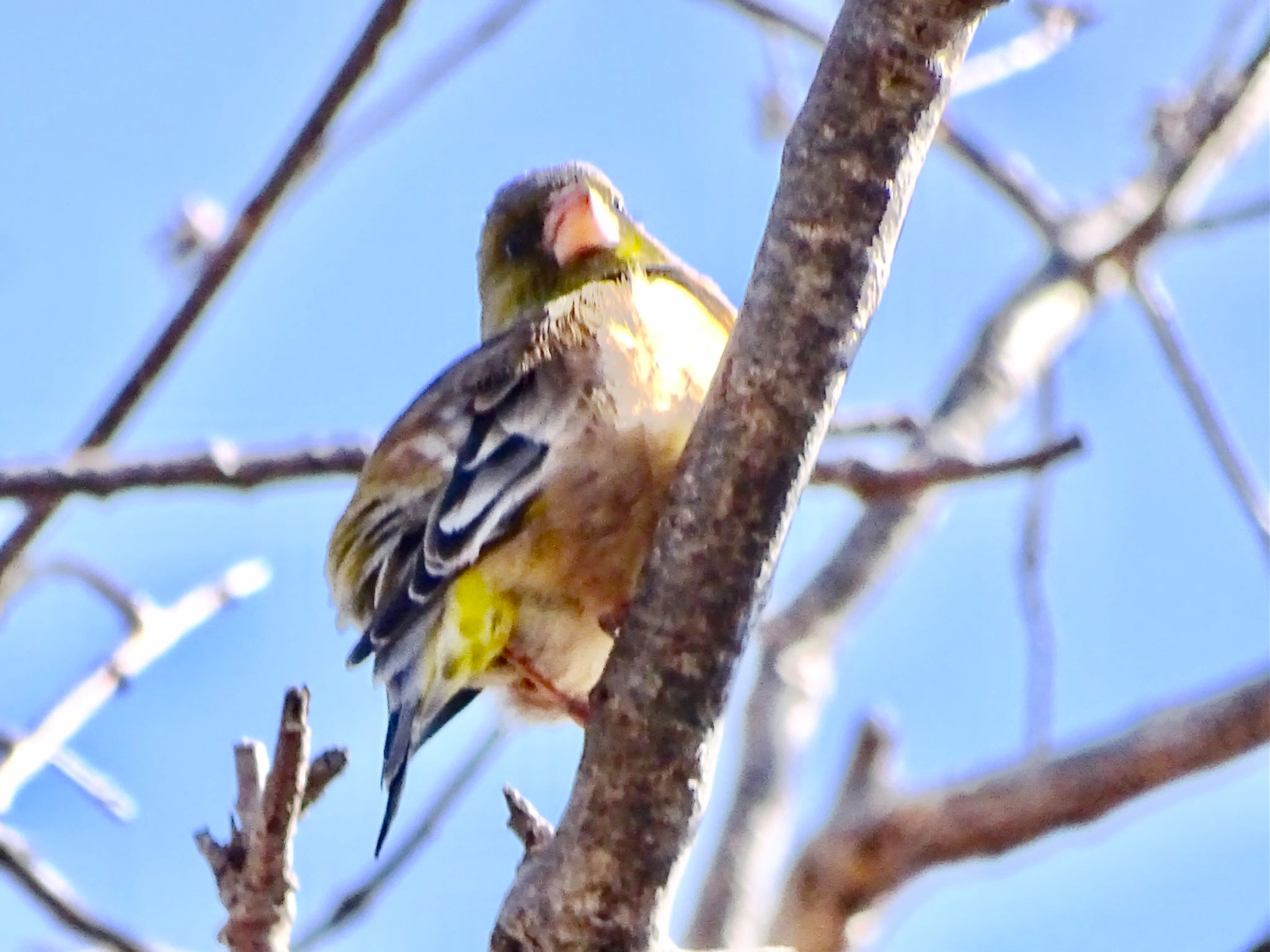 Photo of Grey-capped Greenfinch at Maioka Park by KAWASEMIぴー