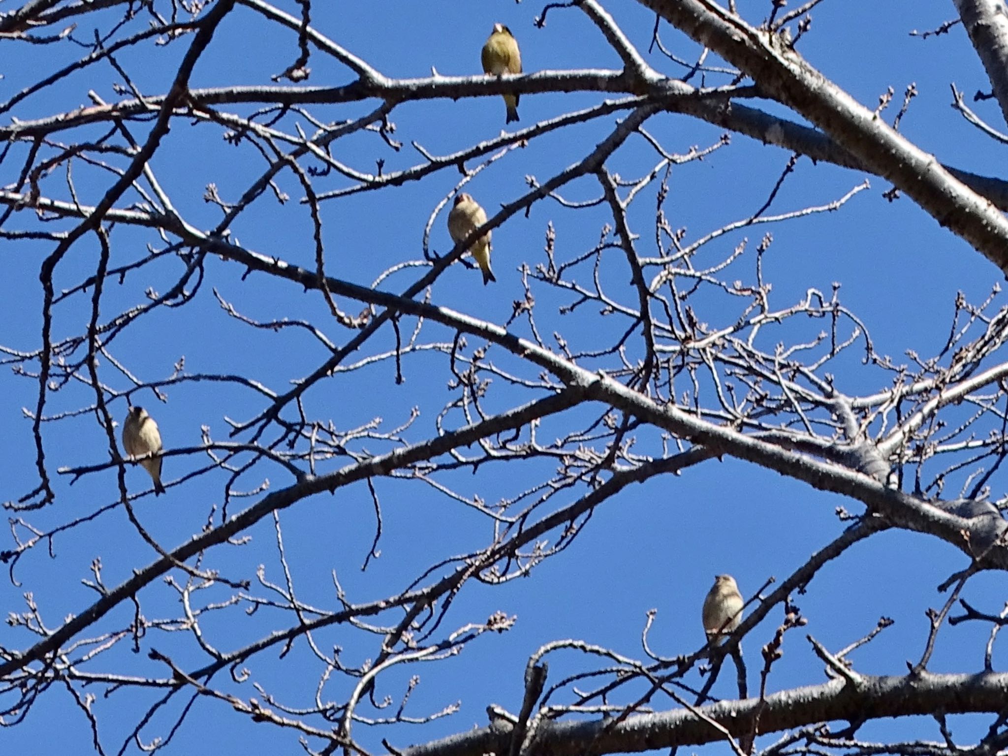 Grey-capped Greenfinch