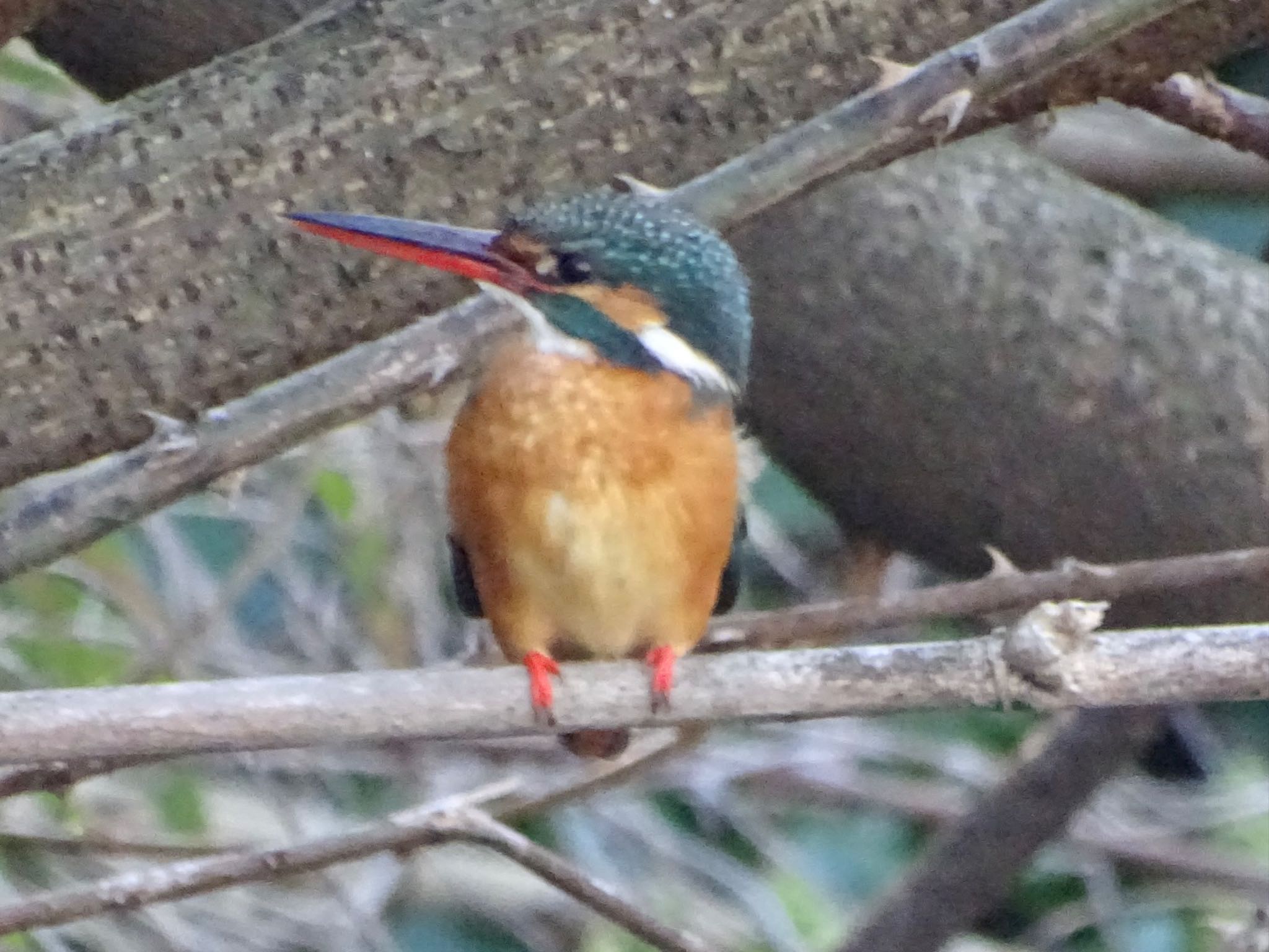 カワセミ