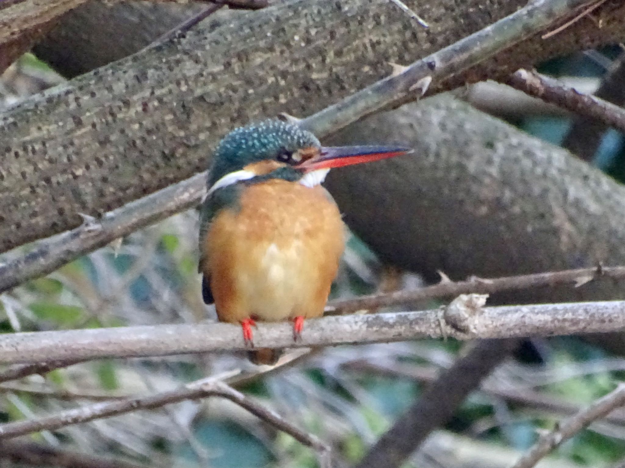 カワセミ