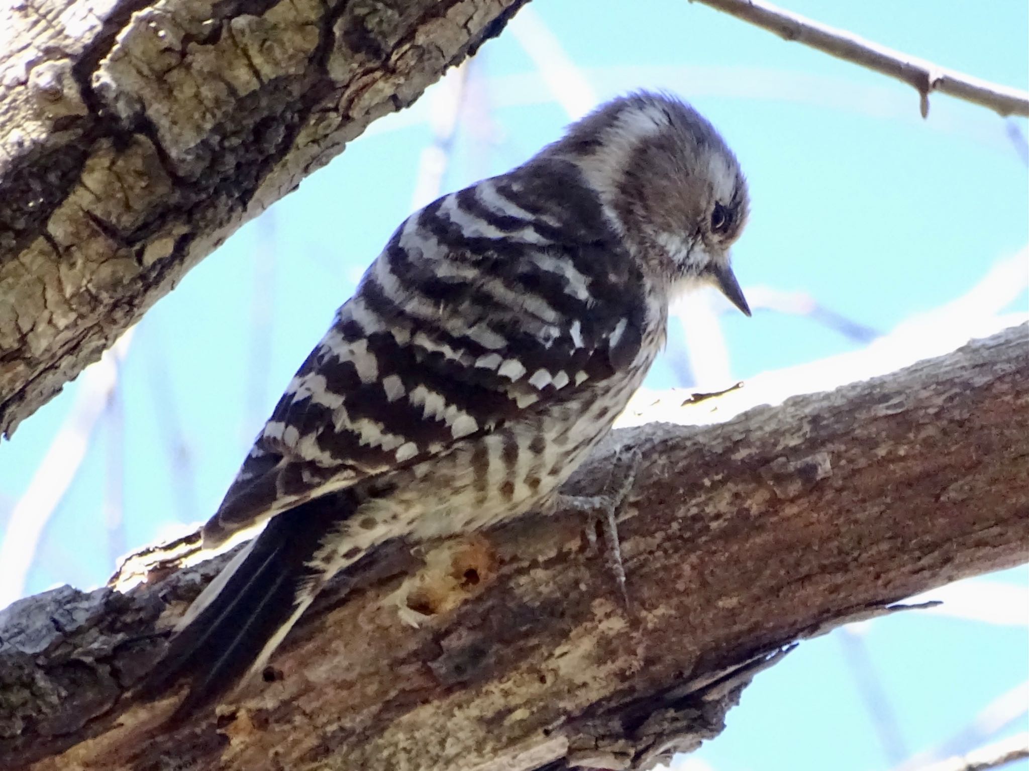 Japanese Pygmy Woodpecker