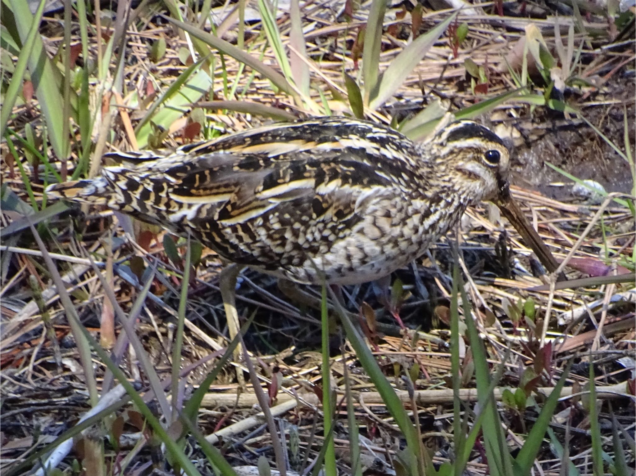 Photo of Common Snipe at Maioka Park by KAWASEMIぴー