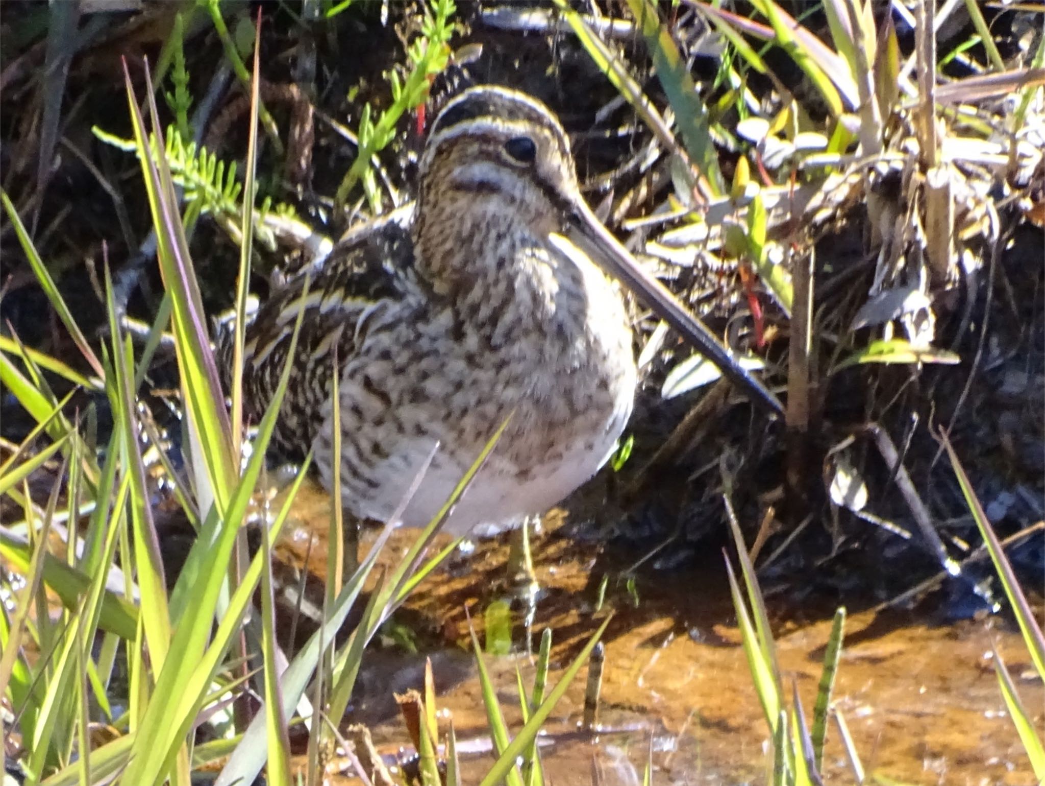 Photo of Common Snipe at Maioka Park by KAWASEMIぴー