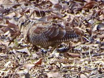 2024年3月22日(金) 舞岡公園の野鳥観察記録