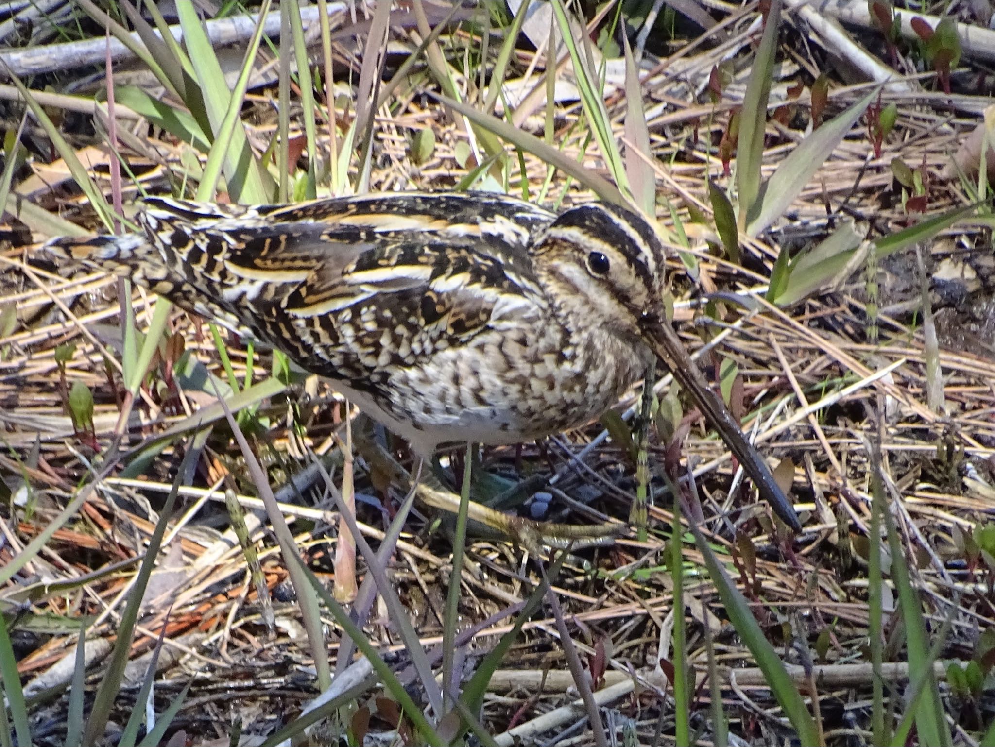 Common Snipe