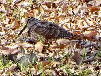 Eurasian Woodcock Maioka Park Fri, 3/22/2024