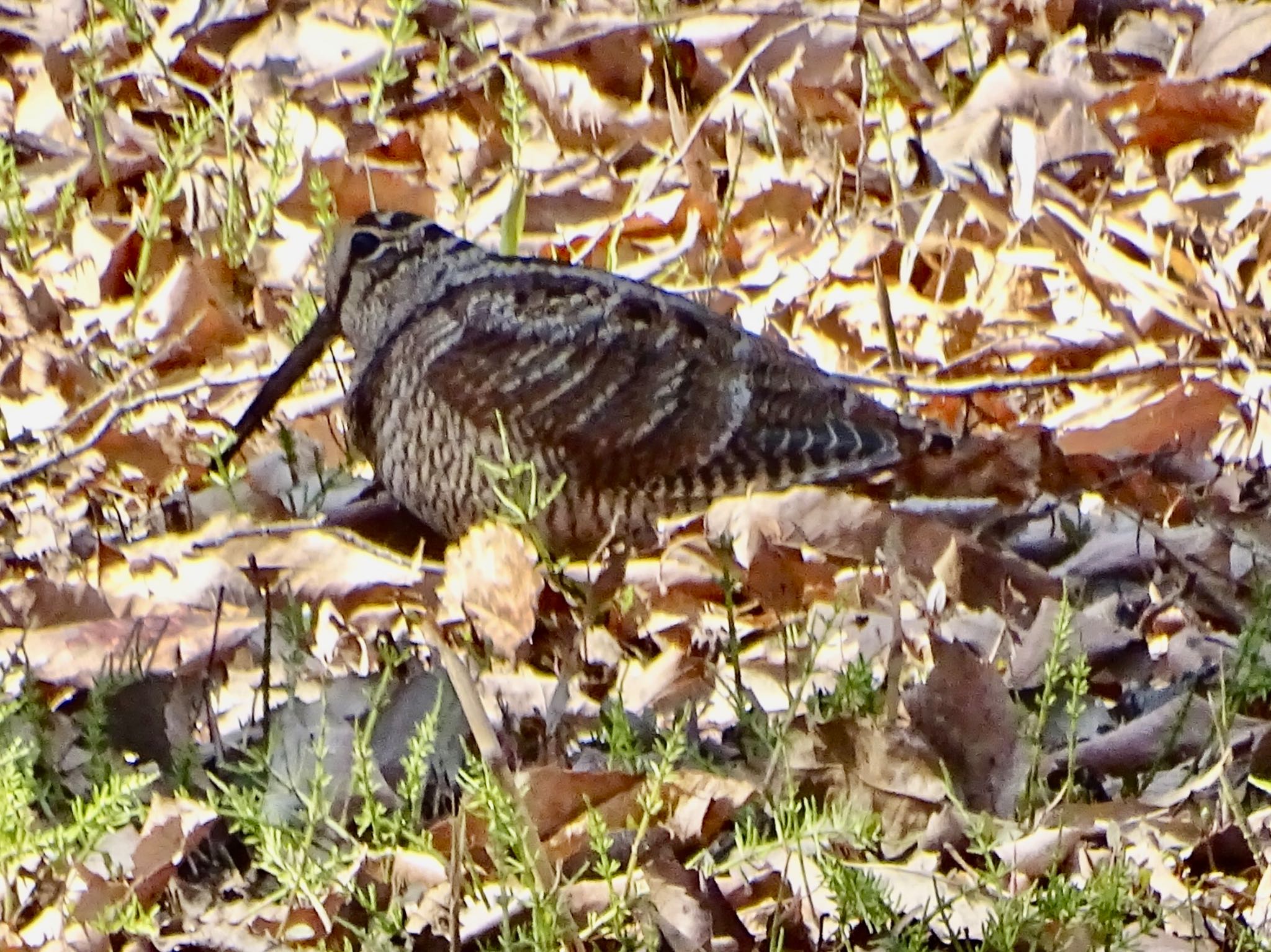 Photo of Eurasian Woodcock at Maioka Park by KAWASEMIぴー