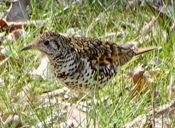 White's Thrush Maioka Park Fri, 3/22/2024