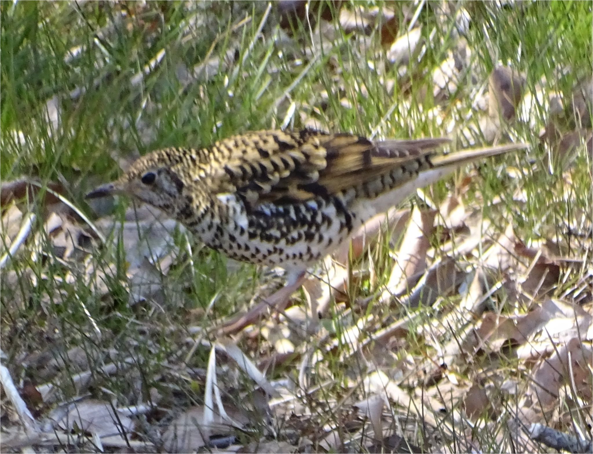 White's Thrush