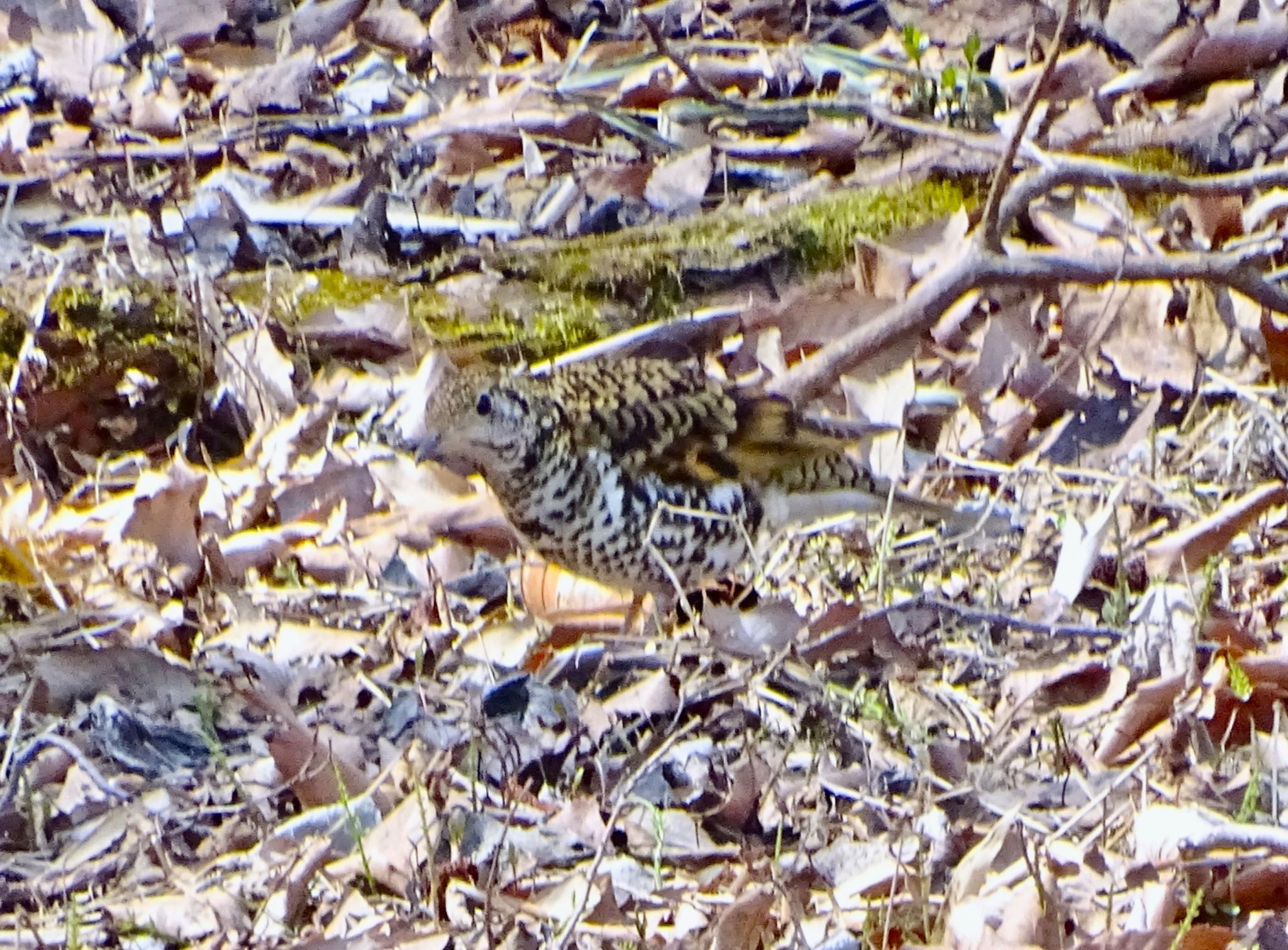 White's Thrush