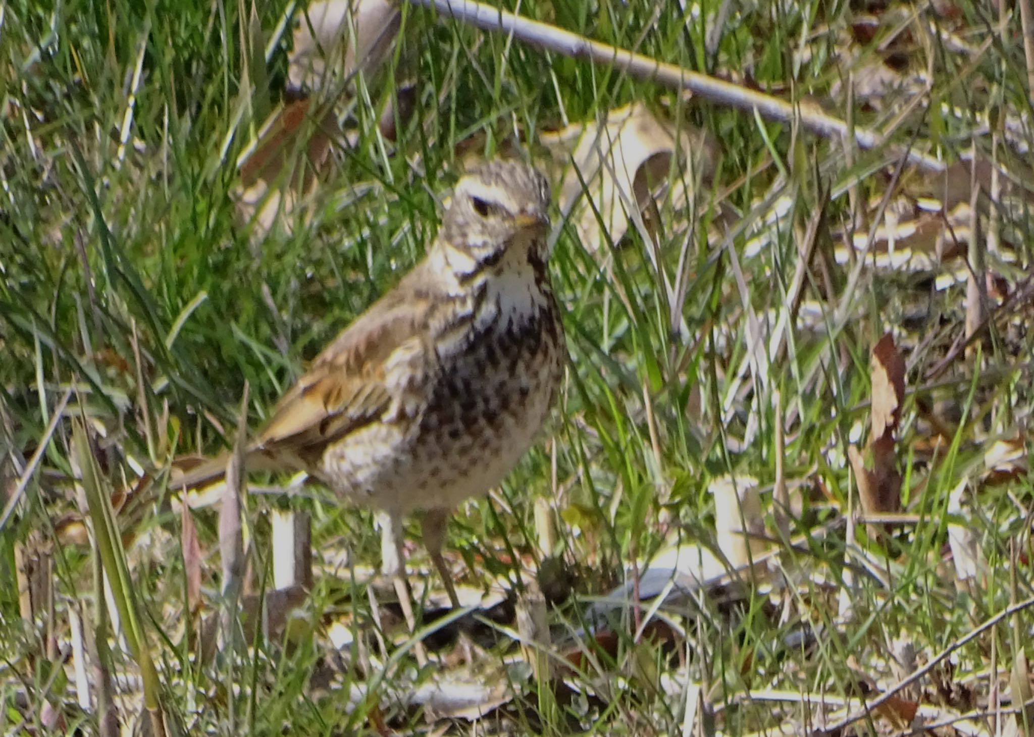 Dusky Thrush