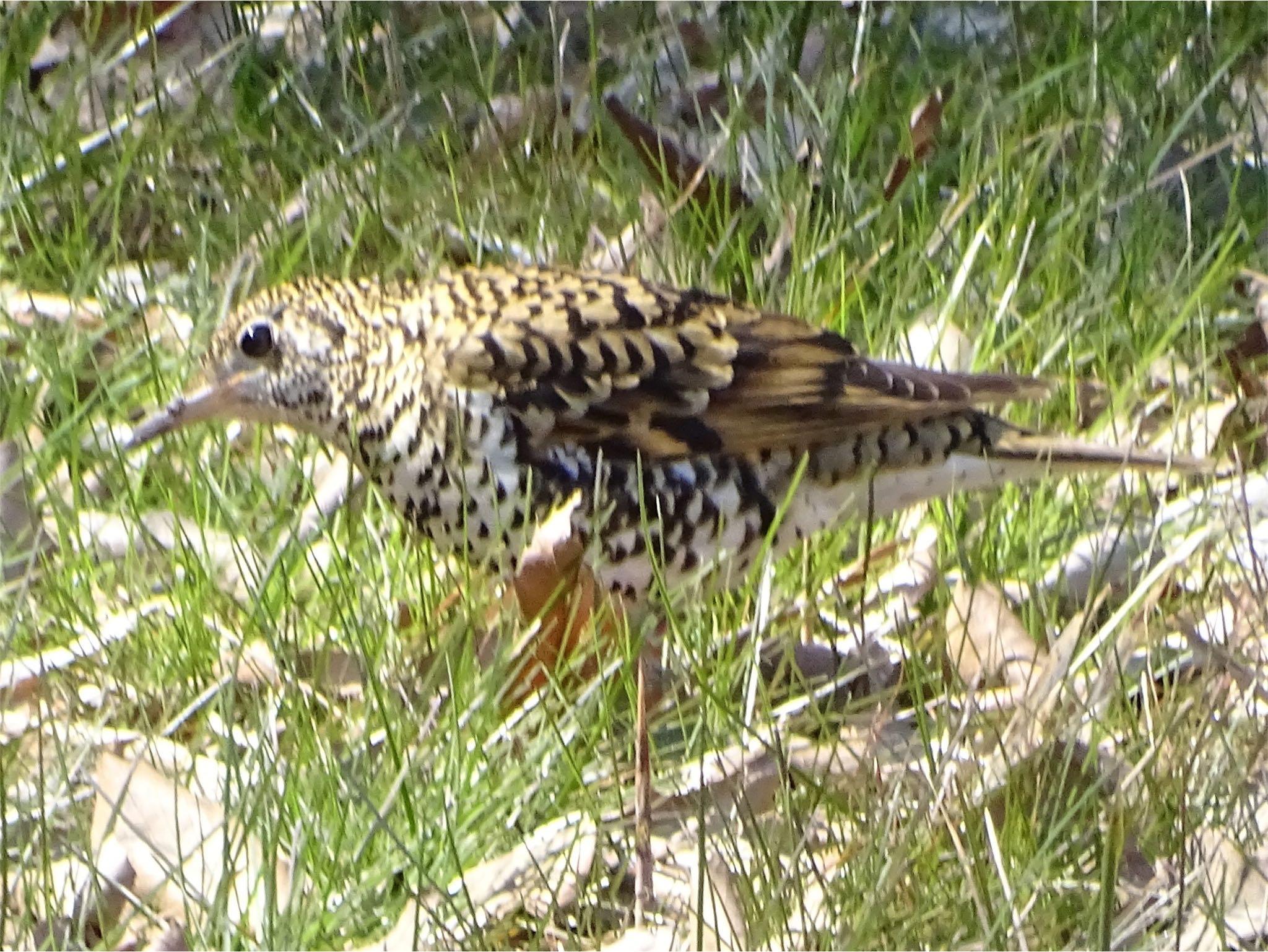 White's Thrush