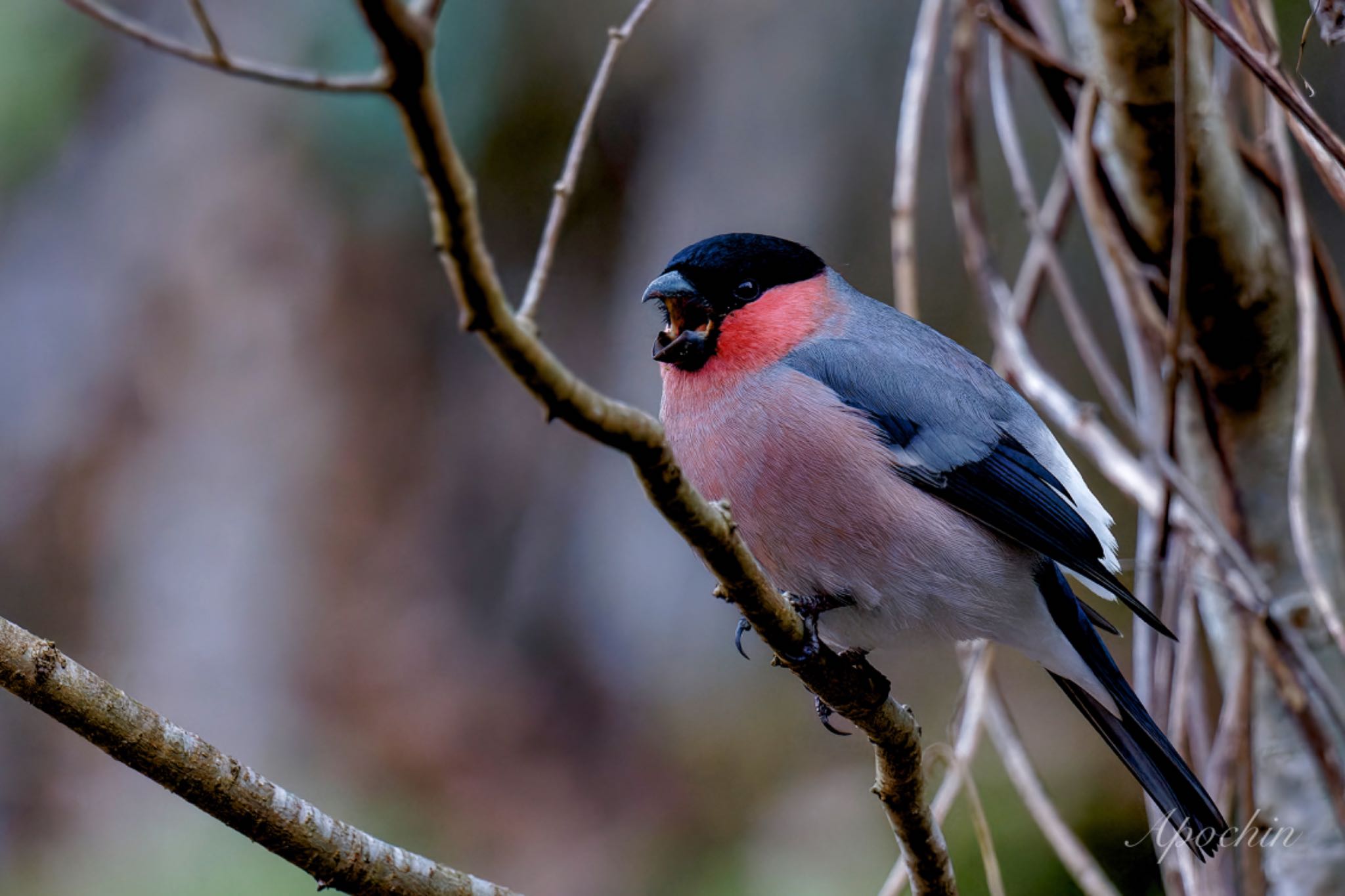 Eurasian Bullfinch(rosacea)