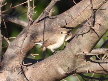 Red-breasted Flycatcher まつぶし緑の丘公園 Fri, 1/5/2024