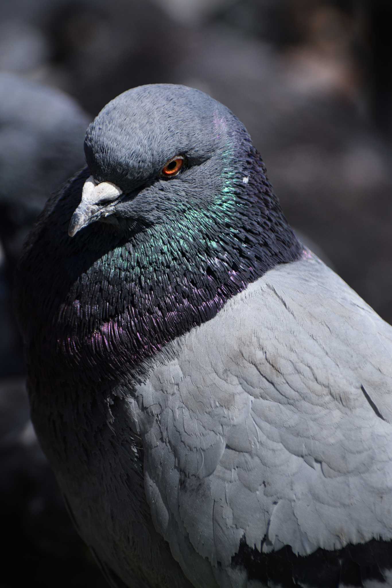 Photo of Rock Dove at 駅 by NM🐥📷