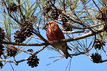 Red Crossbill 静岡県立森林公園 Sun, 3/10/2024