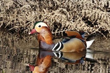 Mandarin Duck 静岡県立森林公園 Sun, 3/10/2024