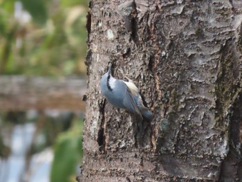 ゴジュウカラ 蔵王野鳥の森自然観察センター 2024年3月17日(日)