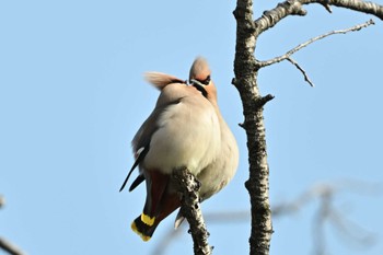 Bohemian Waxwing 川崎市 Sun, 3/17/2024