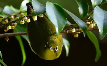 Warbling White-eye 小笠山総合運動公園 Sun, 3/17/2024