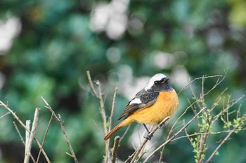 Daurian Redstart Nogawa Wed, 3/13/2024