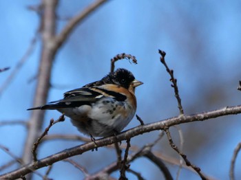 Brambling 秩父 Sat, 3/9/2024