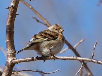 Brambling 秩父 Sat, 3/9/2024