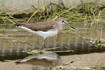 Green Sandpiper Inashiki Tue, 3/19/2024