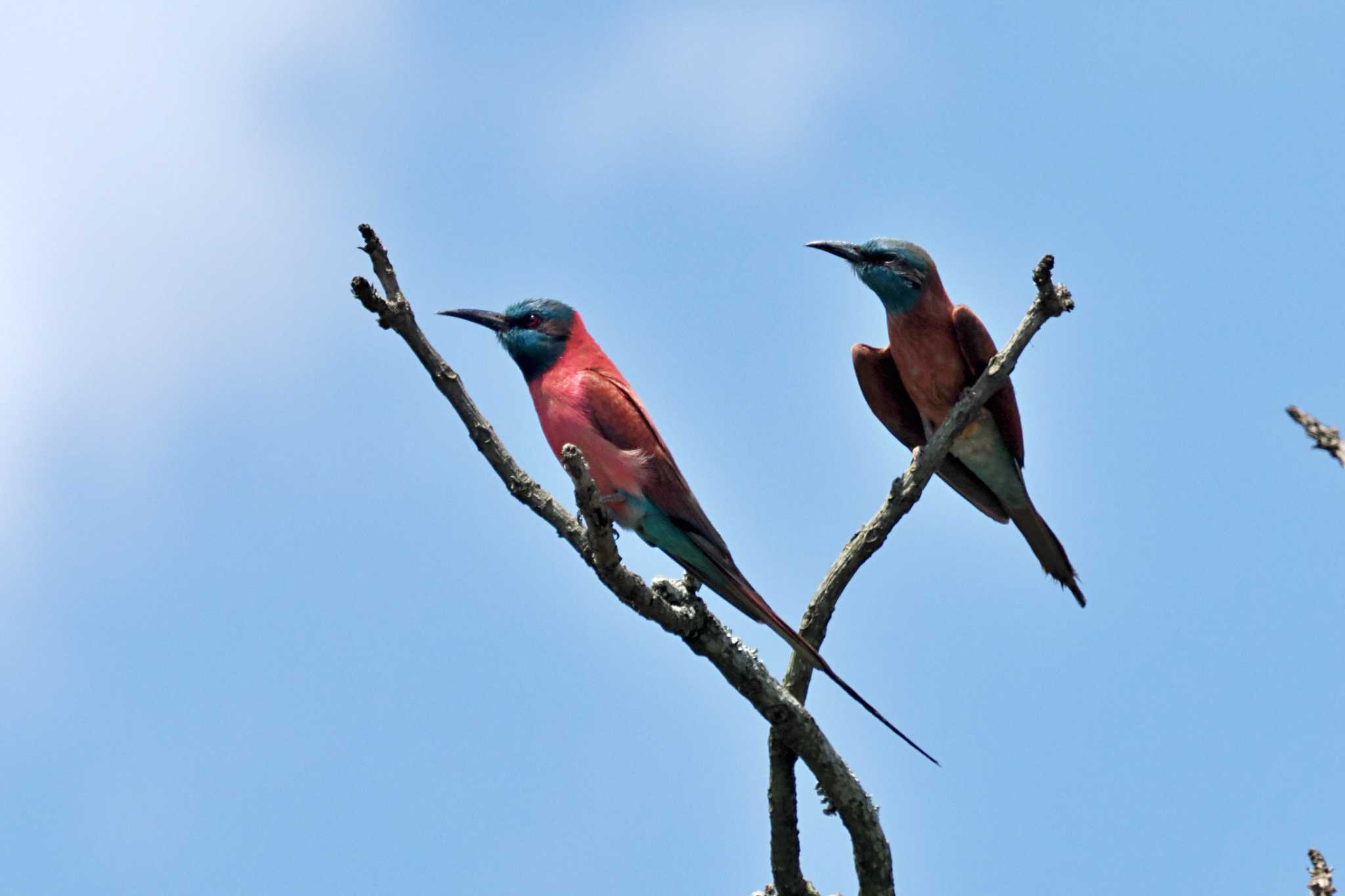 Photo of Northern Carmine Bee-eater at ウガンダ by 藤原奏冥