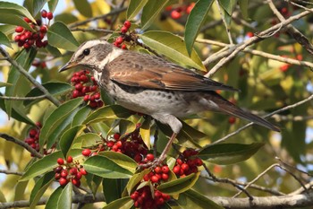 Dusky Thrush Akashi Park Sun, 2/11/2024