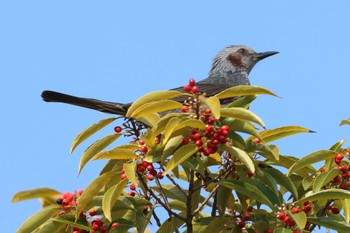 Brown-eared Bulbul Akashi Park Sun, 2/11/2024