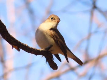 Red-breasted Flycatcher まつぶし緑の丘公園 Sun, 3/3/2024