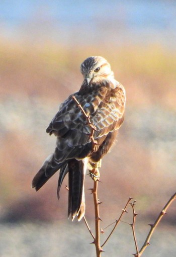 Eastern Buzzard Unknown Spots Sat, 2/17/2024