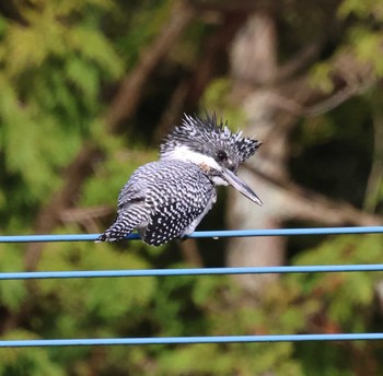 Crested Kingfisher 福岡県内 Fri, 3/22/2024