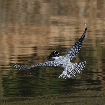 Crested Kingfisher 福岡県内 Fri, 3/22/2024